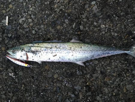 釣れ続く太刀魚
